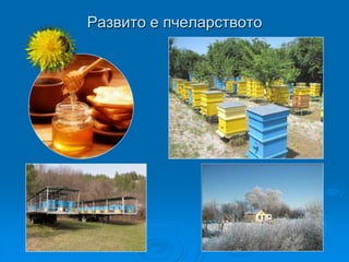 Развито е пчеларството
 