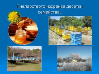 Пчеларството изхранва десетки
         семейства.
 