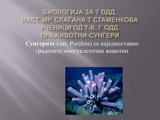 Сунѓерите (лат. Porifera) се наједноставно
   градените многуклеточни животни
 