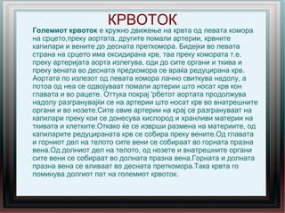 крвоток | PPT