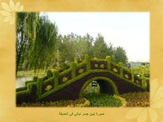 ‫صو ع د جا ن ا ا تا ةلقيد ي‬
 