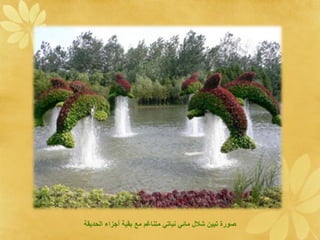 ‫عا ا ن ا ا ع ناغ عح دي جنةا ةلقيد ي‬   ‫صو ع د ش‬
 