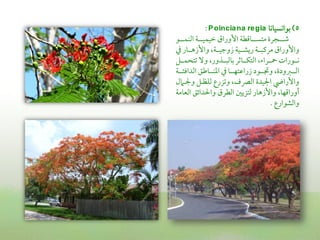 ‫‪: P oincia na re gia‬‬             ‫5) سمواكسقاكا‬
‫ؿمـــجرة متســـاىمطة األوراق ظمقؿقـــة اًمـؿــــو‬
‫واألوراق مريمبـــة ريشـــقة زوضمقـــة, واألزهـــار ذم‬
‫كـــورات ،ـــرا , اًمتؽـــاصمر سماًمبـــذور, وال شمتحؿـــل‬
‫اًمـــؼمودة, ودمـــود زراقمتفـــا ذم اعمــــاـمق اًمداوم ـــة‬
‫واألرايض اجلقدة اًمٍمف, وشمزرع ًمؾظـل وجلـامل‬
‫أوراىمفا, واألزهار ًمتزيلم اًمطرق واحلدائق اًمعامة‬
                                                ‫واًمشوارع .‬
 