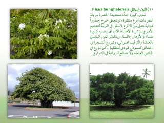 ‫01) اًمتلم اًمبـغازم ‪: F icus be ngha le nsis‬‬
‫ؿمجرة يمبػمة ضمد ًا, مستديؿة اخلرضة رسيعة‬
‫اًمـؿو ذات أومرع مـتنمة, شموشمتعؿق ظمـرج ضمـذور ًا‬
‫هوائقة شمتدمم من األومرع ألؾمػل ذم اًمؽمسمـة ًمتـدقمقم‬
‫األومــرع اعمـتنمــة األومؼقــة, األوراق سمقضــقه يمبــػمة‬
‫مؾسا واألزهار ضماًمسـة, ويتؽـاصمر اًمتـلم اًمبـغـازم‬
‫سماًمعؾؼــة واًمؽمىمقــد ايــوائي, وشمــزرع اًمشــجرة ذم‬
‫احلــدائق يمـؿــوذج ومــردي ًمؾتظؾقــل, يمــام شمــزرع ذم‬
   ‫اعمقادين اًمعامة, وال شمصؾح ًمؾزراقمة ذم اًمشوارع .‬
 