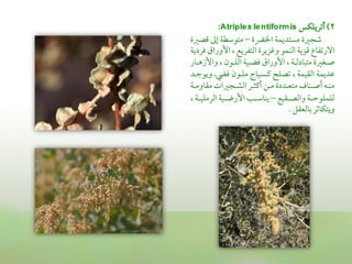 ‫2) أشمريؾؽس ‪:Atriple x le ntiform is‬‬
‫ؿمجػمة مستديؿة اخلرضة – متوؾمطة عمم ىمصػمة‬
‫االرشمػاع ىموية اًمـؿو وهمزيرة اًمتػريع , األوراق ومردية‬
‫صــغػمة متبادًمــة , األوراق ومضــقة اًمؾــون , واألزهــار‬
‫قمديؿة اًمؼقؿة , شمصؾح يمسـقاج مؾـون وموـ ويوضمـد‬
‫مـــه أصـــاف متعــددة مــن أيم ــر اًمشــجػمات مؼاومــة‬
‫ًمؾؿؾوطمــة واًمصــؼقع – يـاؾمــو األرضــقة اًمرمؾقــة ,‬
                                       ‫ويتؽاصمر سماًمعؼل .‬
 