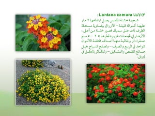 ‫3) الكتاكا ‪: La nta na ca m a ra‬‬
‫ؿمـجػمة ظمشـــة اعمؾؿــس يصـل ارشمػاقمفــا 2 مــؽم‬
‫قمؾقفــا أؿمــواك ىمؾقؾــة – األوراق سمقضــاوية مســتدىمة‬
‫اًمطرف ذات قمــق ؾمـؿقك ىمصـػم ظمشــة مـن أقمـغم ,‬
‫األزهــار ذم دمؿعــات همزيــرة ىمطرهــا 5.2 – 5 ؾمــم‬
‫صــػرا أو سمرشمؼاًمقــة مـفــا أصـــاف خمتؾػــة األًمــوان‬
‫شمتواضمد ذم اًمرسمقع واًمصق – وشمصؾح يمسـقاج يقـل‬
‫صـــاًمح ًمؾؼـــص واًمتشـــؽقل – وشمتؽـــاصمر سماًمعؼـــل ذم‬
                                                     ‫عسمريل.‬
 