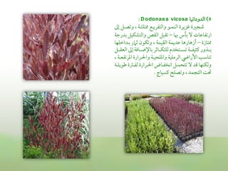 ‫‪: D odona e a vicosa‬‬              ‫5) اًمدوداكقا‬
‫ؿمجػمة همزيرة اًمـؿـو واًمتػريـع لتؾ ـة , وشمصـل عمم‬
‫ارشمػاقمات ال سملس هبا – شمؼبل اًمؼص واًمتشؽقل سمدرضمة‬
‫لتازة – أزهارها قمديؿة اًمؼقؿة , وشمؽون صمامر سمـداظمؾفا‬
‫سمــذور يم قػــة شمســتخدم ًمؾتؽــاصمر سماإلضــاومة عمم اًمعؼــل‬
‫شمـاؾمو األرايض اًمرمؾقة واعمؾحقـة واحلـرارة اعمرشمػعـة ,‬
‫وًمؽـفا ىمد ال شمتحؿـل اكخػـاض احلـرارة ًمػـؽمة ـمويؾـة‬
                          ‫ىل اًمتجؿد , وشمصؾح يمسقاج .‬
 