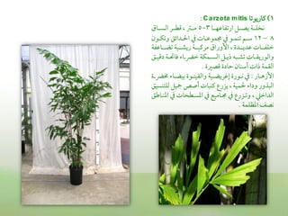 ‫1) يماريوشما ‪: C a rz ota m itis‬‬
‫كخؾــة يصــل ارشمػاقمفــا 3-5 مــؽم , ىمطــر اًمســاق‬
‫8 – 21 ؾمــم شمـؿــو ذم جمؿوقمــات ذم احلــدائق وشمؽــون‬
‫ظمؾػـــات قمديـــدة , األوراق مريمبـــة ريشـــقة شمضـــاقمػة‬
‫واًموريؼــات شمشــبه ذيــل اًمســؿؽة ظمرضــا وماىلــة دىمقــق‬
                           ‫اًمؼؿة ذات أؾمـان طمادة ىمصػمة .‬
‫األزهــار : ذم كــورة عهمريضــقة واًمؼقـــوة سمقضــا خمرضــة‬
‫اًمبذور ودا حلؿقة , يزرع يمـبات أصص يقل ًمؾتـسقق‬
‫اًمداظمكم , وشمـزرع ذم جمـامقع ذم اعمسـطحات ذم اعمــاـمق‬
                                             ‫كص اعمظؾؿة .‬
 