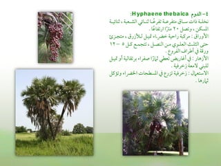 ‫4- اًمدوم ‪:H ypha e ne the ba ica‬‬
‫كخؾــة ذات ؾمــاق متػرقمــة شمػرقمــا صمـــائي اًمشــعبة , صمـائقــة‬
                                      ‫ً‬
                              ‫اعمسؽن , وشمصل 02 مؽما ارشمػاقما .‬
                                    ‫ً‬       ‫ً‬
   ‫األوراق : مريمبة راطمقة ظمرضـا اقـل ًمـألزرق , متجـز‬
‫طمتى اًم ؾـث اًمعؾـوي مـن اًمـصـل , شمتجؿـع يمـل 5 – 21‬
                                           ‫ورىمة ذم أـمراف اًمػروع .‬
‫األزهار : ذم أهماريض شمعطي صمامرا صػرا سمرشمؼاًمقة أو اقـل‬
                                  ‫ً‬
                                               ‫ًمؾبـي المعة زظمرومقة .‬
‫االؾمتعامل : زظمرومقة شمزرع ذم اعمسطحات اخلرضا وشمميمل‬
                                                             ‫صمامرها .‬
 