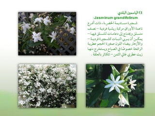 ‫4) اًمقاؾمؿلم اًمبؾدي‬
    ‫‪: Ja sm inum gra ndifolirum‬‬
‫ؿمــجػمة مســتديؿة اخلرضــة , ذات أومــرع‬
   ‫كاقمؿة األوراق مريمبة ريشـقة ومرديـة – كصـ‬
‫متســؾق و تــاج عمم دقمامــات ًمؾتســؾق ومقفــا –‬
‫يؿؽـــن أن يـــرا اًمـبـــات يمشـــجػمة ومرديـــة –‬
‫واألزهار سمقضا اًمؾون صغػمة احلجم قمطريـة‬
‫اًمرائحة ظمصوصا ذم اًمصباح ويستخرج مـفـا‬
                                   ‫ً‬
   ‫زي قمطري همازم اًم ؿن – شمتؽاصمر سماًمعؾؼة .‬
 