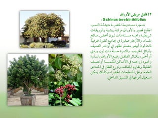 ‫2) ومؾػل قمريض األوراق‬
          ‫‪: S chinus te re binthifolius‬‬
‫ؿمــجرة مســتديؿة اخلرضــة متفدًمــة اًمـؿــو,‬
‫اجلذع ىمصػم واألوراق مريمبة ريشـقة واًموريؼـات‬
‫ذيطقــة رحمقــه مســــة ذات ًمــون أظمرضــ ومــاشمح‬
‫مؾسا , واألزهار صغػمة ذم جمـامقع يم ـػمة ـمرومقـة‬
    ‫ذات ًمون أسمقض مصـػر شمظفـر ذم أواظمـر اًمصـق‬
‫وأوائل اخلري , واًم ؿرة طمسؾة ذات ًمون وردي‬
‫أو أ،ــر, يتؽــاصمر اًمػؾػــل رومقــع األوراق سماًمبــذرة‬
    ‫ودمــود زراقمتــه ذم األمــايمن اعمشؿســة أو كصــ‬
‫اًمظؾقؾة وشمؼاوم اجلػاف, وشمزرع ًمؾظل ذم احلـدائق‬
‫اًمعامة, وقمغم اعمسطحات اخلرضا ويمذًمك يؿؽن‬
                ‫اؾمتعامل أومرقمفا ذم اًمتـسقق اًمداظمكم.‬
 