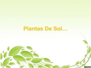 Plantas De Sol…
 