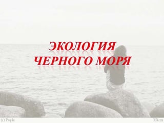 черное море и его жизнь