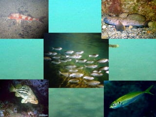 черное море и его жизнь