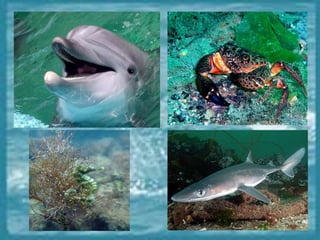 черное море и его жизнь