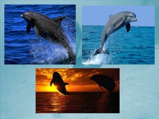 черное море и его жизнь