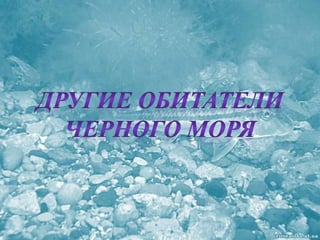 черное море и его жизнь