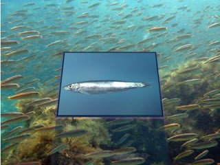 черное море и его жизнь