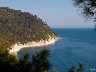 черное море и его жизнь