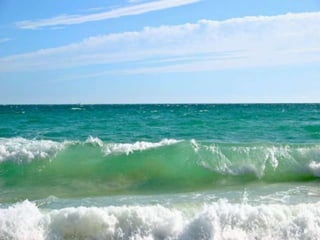 черное море и его жизнь