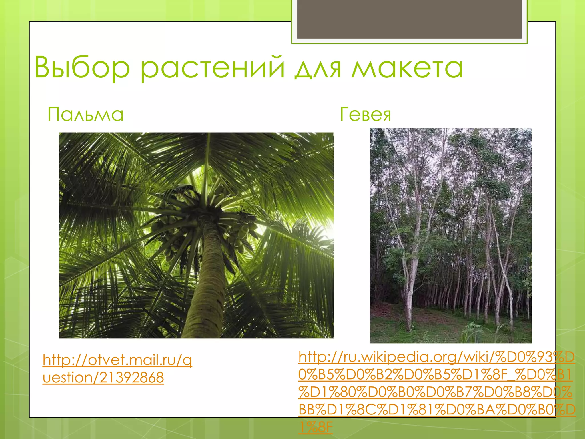Выбор растений для макета
Пальма                        Гевея




http://otvet.mail.ru/q   http://ru.wikipedia.org/wiki/%D0%93%D
uestion/21392868         0%B5%D0%B2%D0%B5%D1%8F_%D0%B1
                         %D1%80%D0%B0%D0%B7%D0%B8%D0%
                         BB%D1%8C%D1%81%D0%BA%D0%B0%D
                         1%8F
 