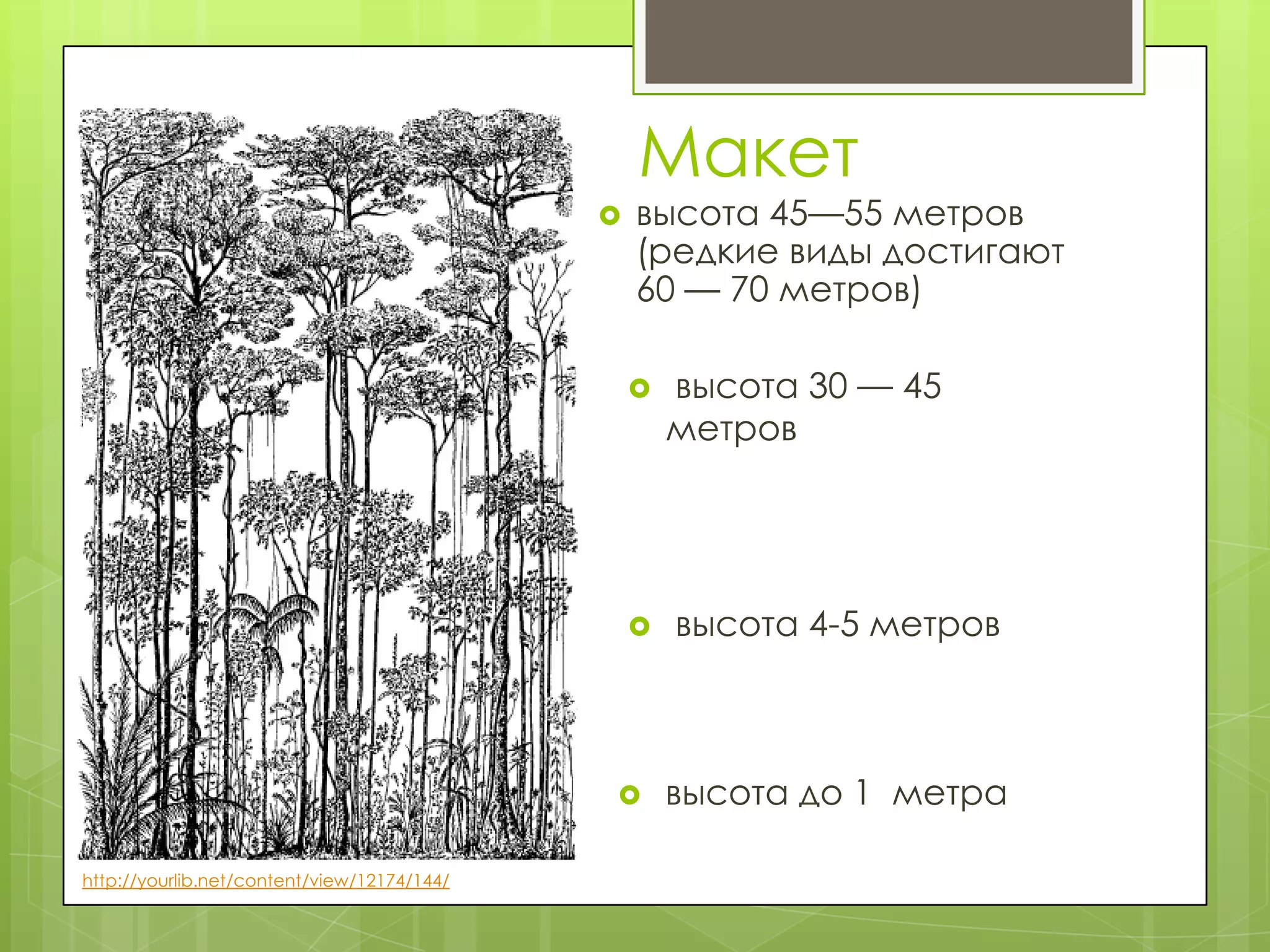 Макет
                                                высота 45—55 метров
                                                 (редкие виды достигают
                                                 60 — 70 метров)

                                                    высота 30 — 45
                                                     метров




                                                    высота 4-5 метров



                                                    высота до 1 метра

http://yourlib.net/content/view/12174/144/
 
