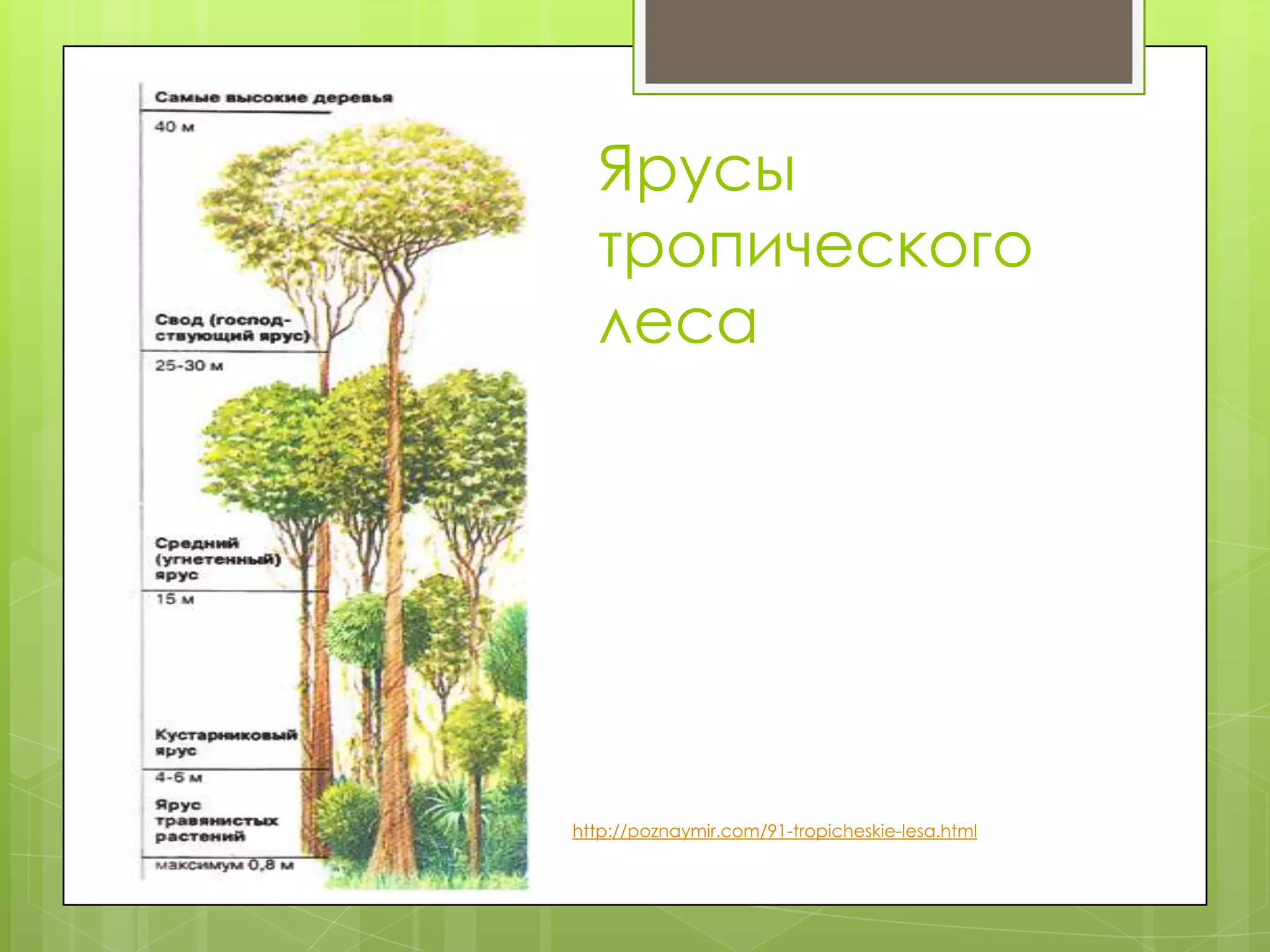 Ярусы
      тропического
      леса




   http://poznaymir.com/91-tropicheskie-lesa.html
 