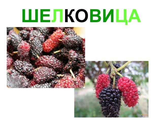 Фрукты, овощи, ягоды, зелень slideshare