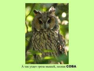 А так ухает гроза мышей, лесная СОВА
 