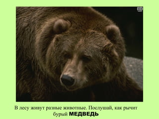 В лесу живут разные животные. Послушай, как рычит
                бурый МЕДВЕДЬ
 