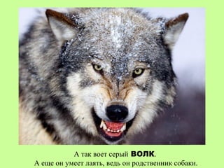 А так воет серый ВОЛК.
А еще он умеет лаять, ведь он родственник собаки.
 
