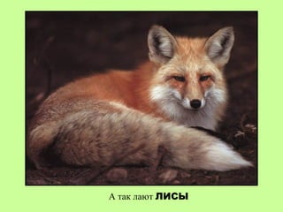 А так лают ЛИСЫ
 