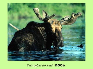 Так трубит могучий ЛОСЬ.
 
