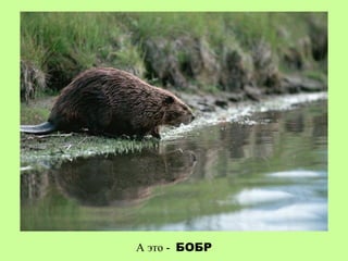 А это - БОБР
 