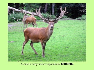 А еще в лесу живет красавец- ОЛЕНЬ
 