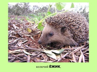 колючий ЁЖИК,
 