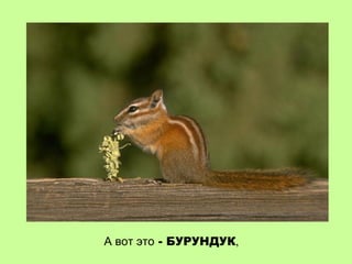 А вот это - БУРУНДУК,
 