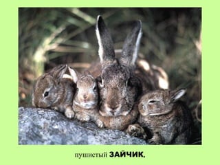 пушистый ЗАЙЧИК,
 