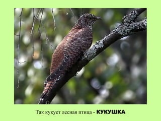 Так кукует лесная птица - КУКУШКА
 