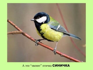 А это “звенит” птичка СИНИЧКА
 