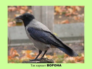 Так каркает ВОРОНА
 
