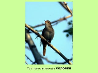 Так поет-заливается СОЛОВЕЙ
 