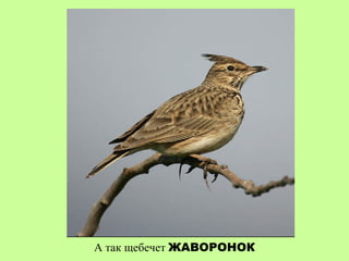 А так щебечет ЖАВОРОНОК
 