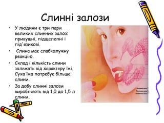 будова ротової порожнини | PPT