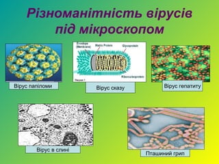 Різноманітність вірусів
        під мікроскопом



Вірус папіломи          Вірус сказу         Вірус гепатиту




        Вірус в слині
                                      Пташиний грип
 
