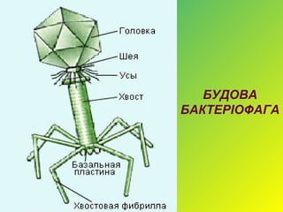 БУДОВА
БАКТЕРІОФАГА
 