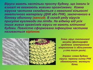 Віруси мають настільки просту будову, що інколи їх
взагалі не вважають живими організмами. Кожна
вірусна частинка складається з невеликої кількості
генетичного матеріалу (ДНК або РНК), заключеного в
білкову оболонку (капсид). В складі ряду вірусів
присутні вуглеводи та ліпіди. На відміну від усіх
інших живих організмів віруси не мають клітинної
будови. Повністю сформована інфекційна частинка
називається віріоном.

                                 Зліва: вірус тютюнової
                                  мозаїки (фотографія
                                 зроблена електронним
                               мікроскопом із збільшенням
                                   у сто тисяч разів).

                                  Зправа: схема будови
                               віруса; червону нитку РНК
                                обмежовують молекули
                                          білка.
 
