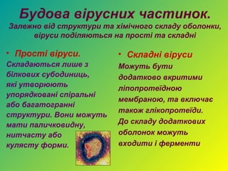 Будова вірусних частинок.
Залежно від структури та хімічного складу оболонки,
     віруси поділяються на прості та складні

• Прості віруси.          • Складні віруси
Складаються лише з        Можуть бути
білкових субодиниць,      додатково вкритими
які утворюють             ліпопротеїдною
упорядковані спіральні
                          мембраною, та включає
або багатогранні
                          також глікопротеїди.
структури. Вони можуть
мати паличковидну,        До складу додаткових
нитчасту або              оболонок можуть
кулясту форми.            входити і ферменти
 