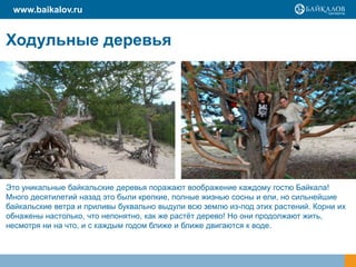 www.baikalov.ru


Ходульные деревья




Это уникальные байкальские деревья поражают воображение каждому гостю Байкала!
Много десятилетий назад это были крепкие, полные жизнью сосны и ели, но сильнейшие
байкальские ветра и приливы буквально выдули всю землю из-под этих растений. Корни их
обнажены настолько, что непонятно, как же растёт дерево! Но они продолжают жить,
несмотря ни на что, и с каждым годом ближе и ближе двигаются к воде.
 