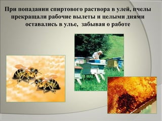 При попадании спиртового раствора в улей, пчелы
 прекращали рабочие вылеты и целыми днями
      оставались в улье, забывая...